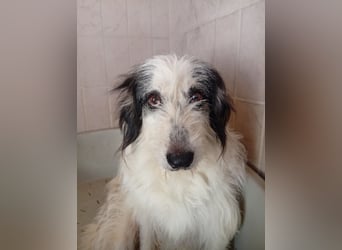 Betty –  liebevolles Geleit ins Leben gesucht