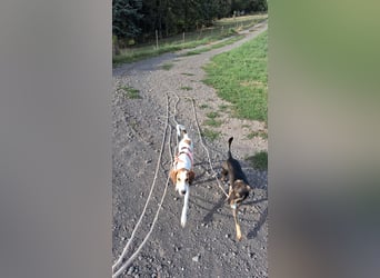 Artù - Traumhund für aktive Familien