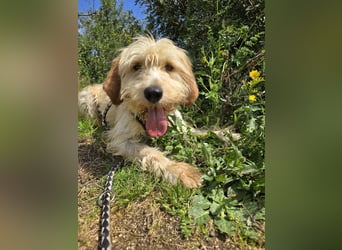 Guido Fussel – ein Schatzhund!