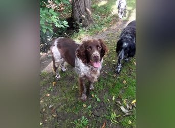 Bella – Zukunft pfötchenringend gesucht!