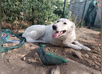Zuria: „Und jetzt würde ich gern eine Lehre als Familienhund beginnen.“