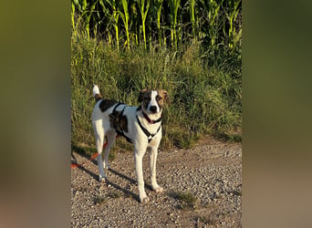 Dexter - ein eigenes Bettchen wäre schön