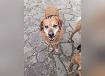 ZIVA: Aus dem Paradies in den Tod!?!?