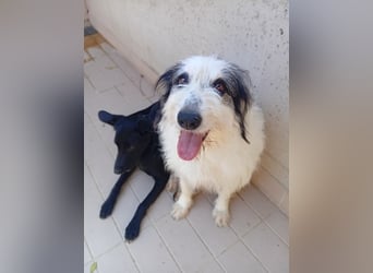 Betty –  liebevolles Geleit ins Leben gesucht
