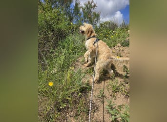 Guido Fussel – ein Schatzhund!