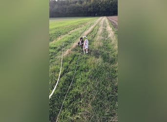 Artù - Traumhund für aktive Familien