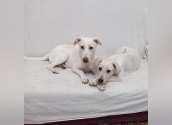 Spank - ein ‚Herzchenhund‘ und sein Doppelgänger