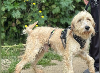 Guido Fussel – ein Schatzhund!