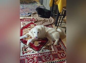 Puffo – Schäfchen im Hundepelz