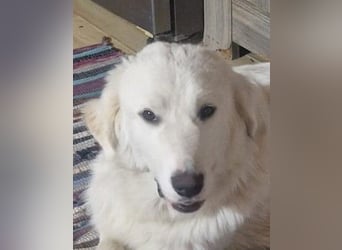 Puffo – Schäfchen im Hundepelz