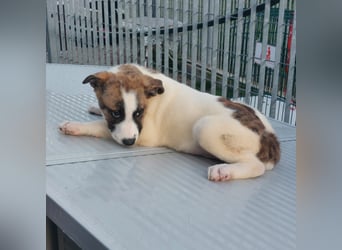 Dexter - ein eigenes Bettchen wäre schön