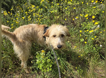 Guido Fussel – ein Schatzhund!