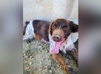 Bella – Zukunft pfötchenringend gesucht!