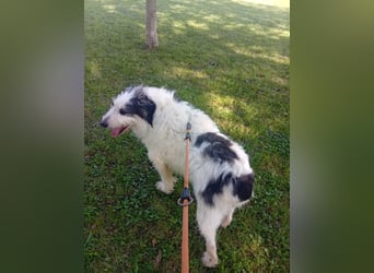 Betty –  liebevolles Geleit ins Leben gesucht
