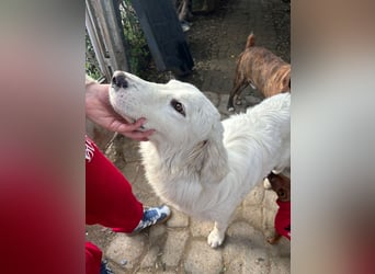 Puffo – Schäfchen im Hundepelz