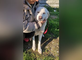 Samantha – Zuckerschnute