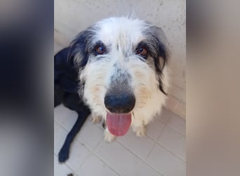 Betty –  liebevolles Geleit ins Leben gesucht