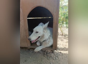 Zuria: „Und jetzt würde ich gern eine Lehre als Familienhund beginnen.“