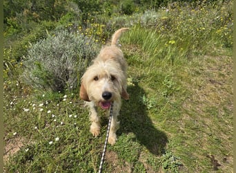 Guido Fussel – ein Schatzhund!