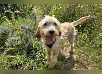 Guido Fussel – ein Schatzhund!