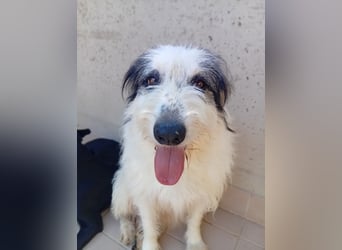 Betty –  liebevolles Geleit ins Leben gesucht