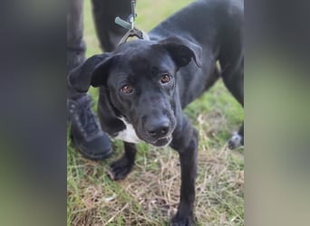 Tea – alles für meine Menschen