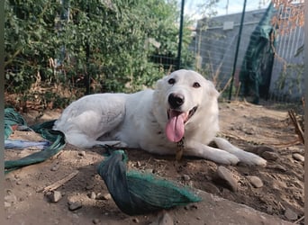 Zuria: „Und jetzt würde ich gern eine Lehre als Familienhund beginnen.“