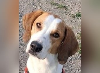 Artù - Traumhund für aktive Familien