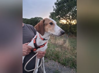 Artù - Traumhund für aktive Familien