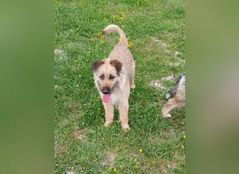 Molly - Schnuckelbürste