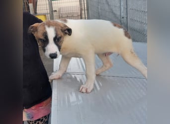 Dexter - ein eigenes Bettchen wäre schön