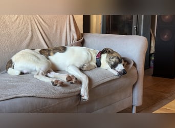 Dexter - ein eigenes Bettchen wäre schön