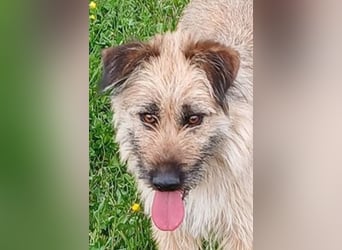 Molly - Schnuckelbürste