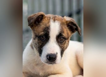 Dexter - ein eigenes Bettchen wäre schön