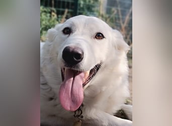 Zuria: „Und jetzt würde ich gern eine Lehre als Familienhund beginnen.“