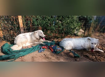 Zuria: „Und jetzt würde ich gern eine Lehre als Familienhund beginnen.“