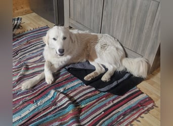 Puffo – Schäfchen im Hundepelz