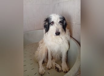 Betty –  liebevolles Geleit ins Leben gesucht