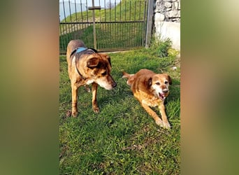 ZIVA: Aus dem Paradies in den Tod!?!?