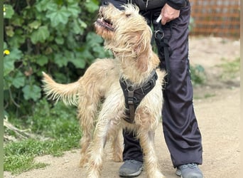 Guido Fussel – ein Schatzhund!
