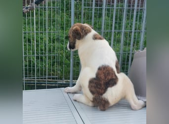 Dexter - ein eigenes Bettchen wäre schön