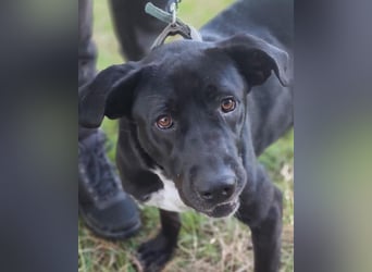 Tea – alles für meine Menschen