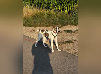 Dexter - ein eigenes Bettchen wäre schön
