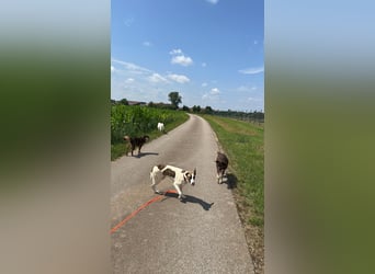 Dexter - ein eigenes Bettchen wäre schön