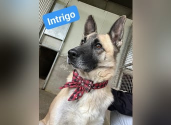 Intrigo: „Und wohin geht die Reise?…..“