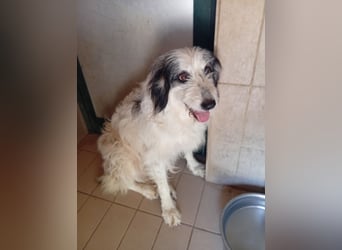 Betty –  liebevolles Geleit ins Leben gesucht