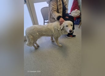 Puffo – Schäfchen im Hundepelz