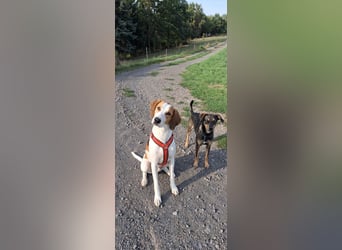Artù - Traumhund für aktive Familien