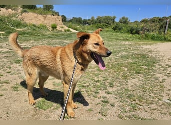 Ruggine - ein Traum- und Mitmachhund
