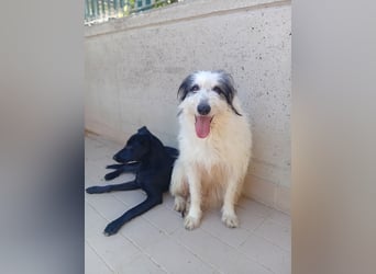 Betty –  liebevolles Geleit ins Leben gesucht